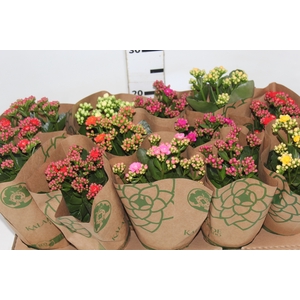 KALANCHOE DOBRADO P11