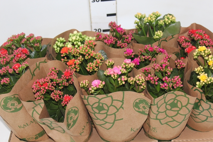 <h4>KALANCHOE DOBRADO P11</h4>