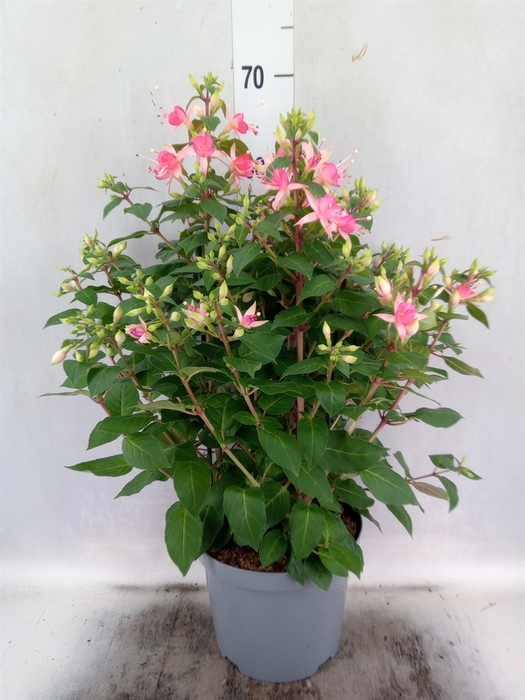 <h4>Fuchsia  'Walz Jubelteen'</h4>