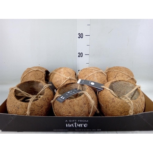 Pot   ...versierd H%