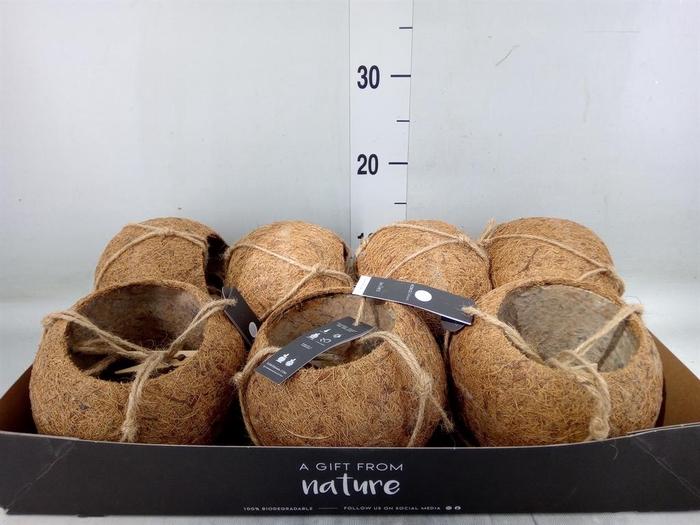 <h4>Pot   ...versierd H%</h4>