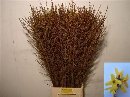 <h4>Forsy I Spectabilis</h4>