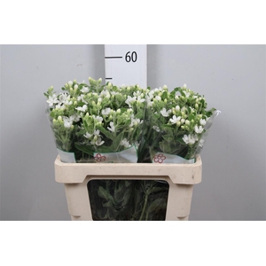 Oxy Co Perf Whi Harm