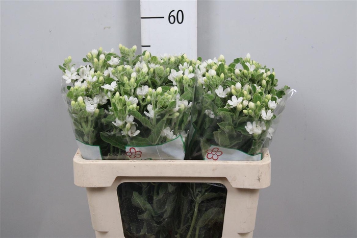 <h4>Oxy Co Perf Whi Harm</h4>