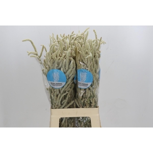 Amaranthus Yearming Desert