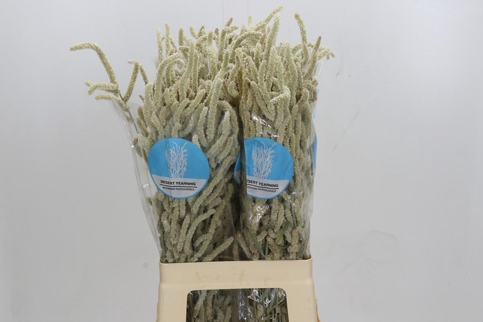 <h4>Amaranthus Yearming Desert</h4>