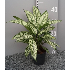 Calathea