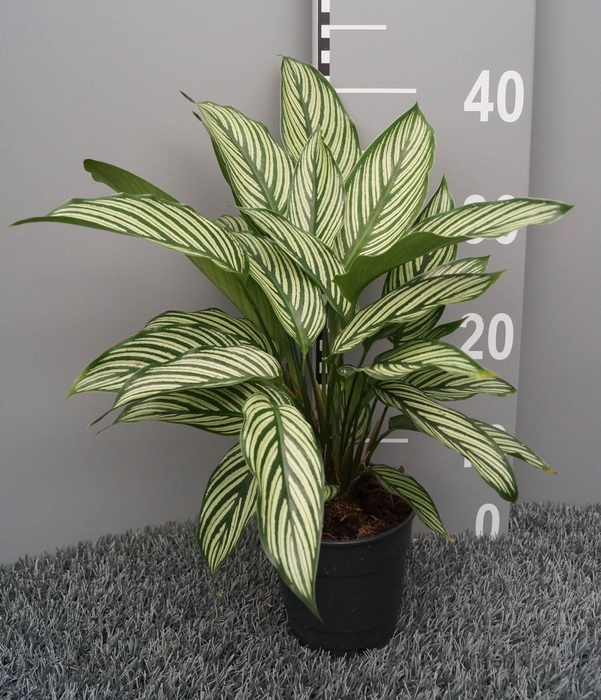 <h4>Calathea</h4>