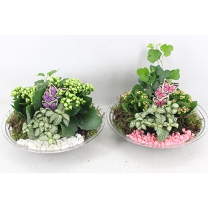 arr2 PL - Glas schaal 27cm - roze/wit
