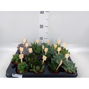 Succulents ...mix 4