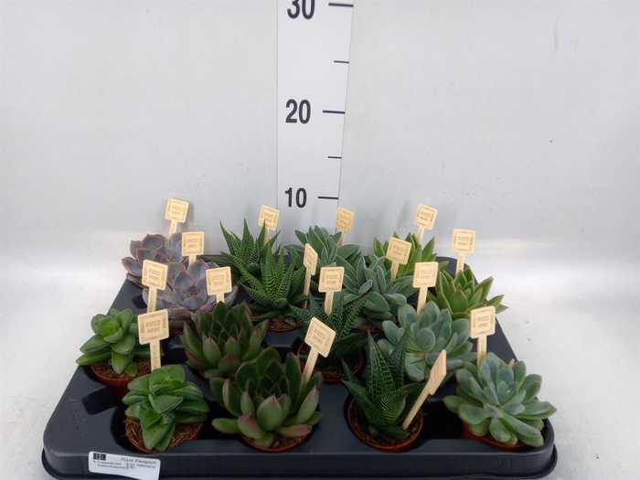 <h4>Succulents   ...mix 4</h4>