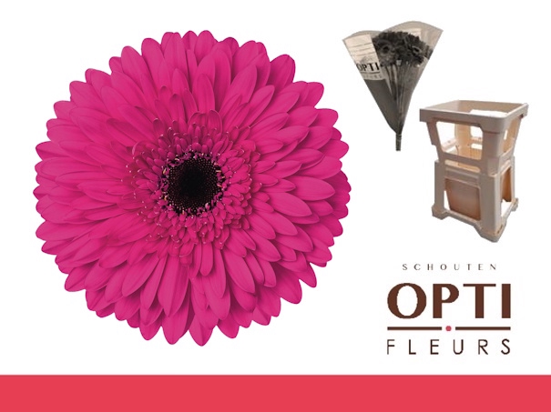 <h4>Gerbera Madeira Water / Hoes</h4>