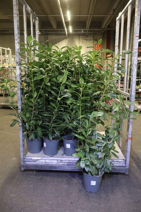 <h4>arr8 Prun La Novita</h4>