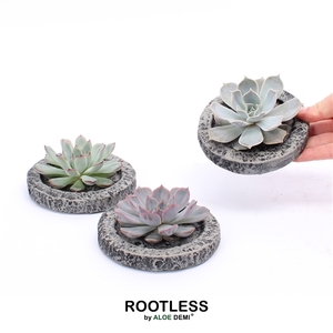 ROOTLESS Echeveria, Koala MINI bowl