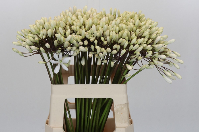 Agapanthus Barcelona