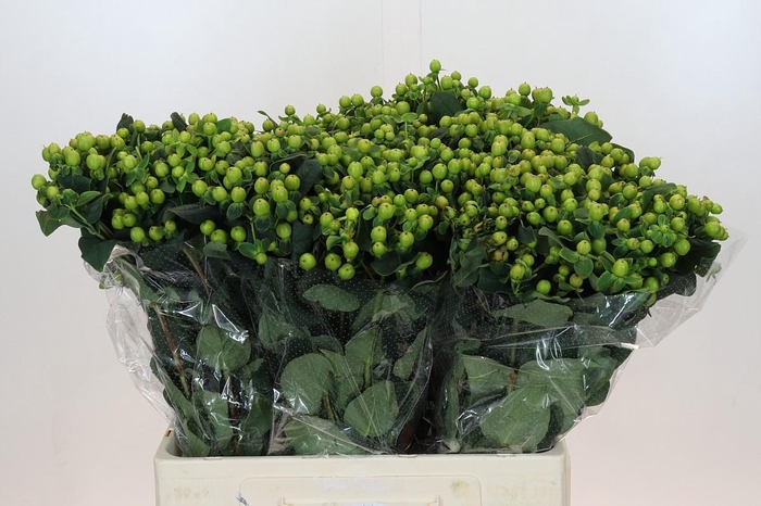 <h4>Hypericum Green Power</h4>