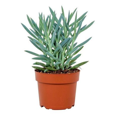 <h4>Curio Ficoides Mount Everest 12cm</h4>