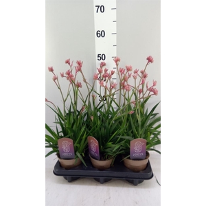 Anigozanthos ...