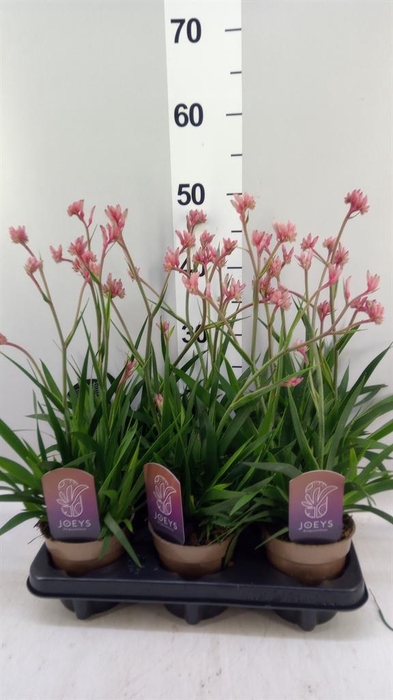 <h4>Anigozanthos   ...</h4>