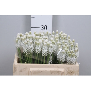 Muscari White Spear