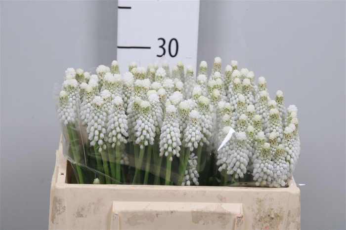 <h4>Muscari White Spear</h4>