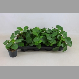 PILEA PEPEROMIOIDES