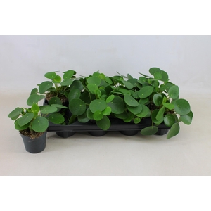 PILEA PEPEROMIOIDES