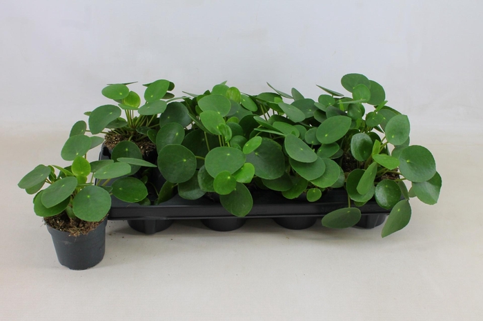 <h4>PILEA PEPEROMIOIDES</h4>