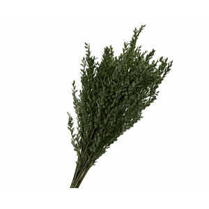Dried Bleached Eucalyptus Parvifolia Green