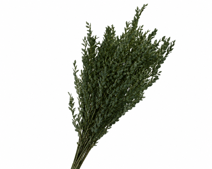 <h4>Dried Bleached Eucalyptus Parvifolia Green</h4>