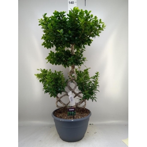 Ficus microcarpa 'Ginseng'