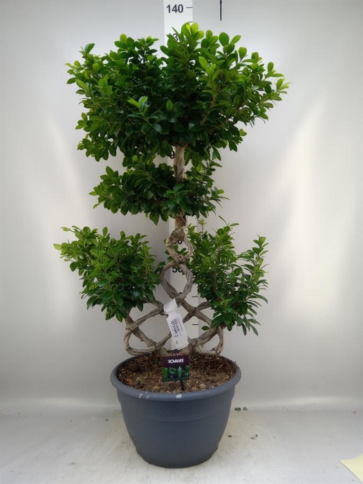 <h4>Ficus microcarpa 'Ginseng'</h4>