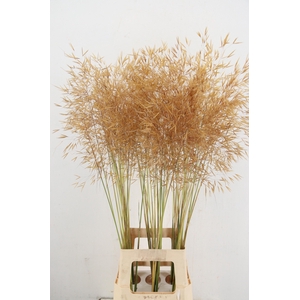 STIPA GIGANTEA