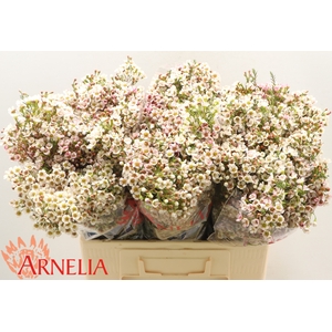 Chamelaucium Morning Delight
