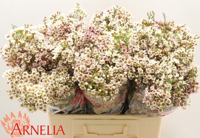 <h4>Chamelaucium Morning Delight</h4>