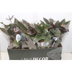 ANTHURIUM BEAUTY BLACK P15