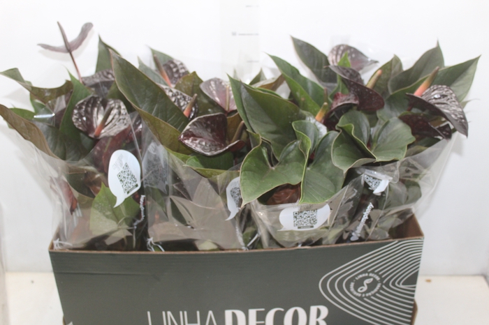<h4>ANTHURIUM BEAUTY BLACK P15</h4>