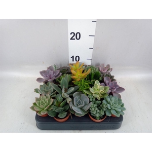 Succulents ...