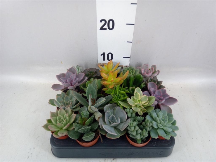 <h4>Succulents   ...</h4>