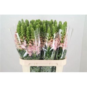 Antir Potomac Early Pink