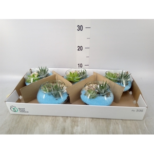 Arr.  Succulents L%