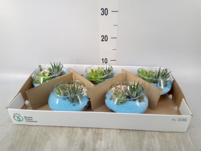 <h4>Arr.  Succulents L%</h4>