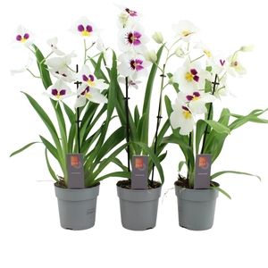 Inca Miltoniopsis White 2 spike