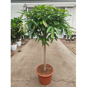 Ficus Amstel King