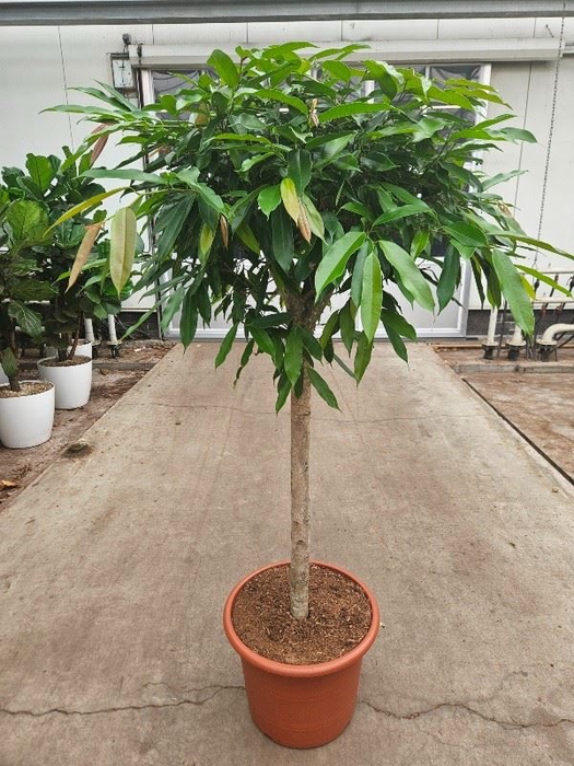 <h4>Ficus Amstel King</h4>