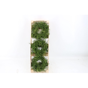 Wr Asparagus Natural 20cm
