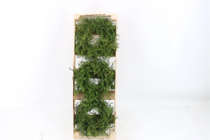 <h4>Wr Asparagus Natural 20cm</h4>