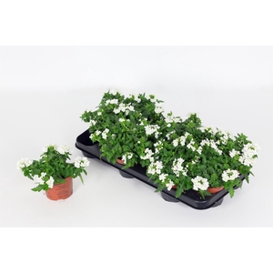 Verbena  'Drums White'
