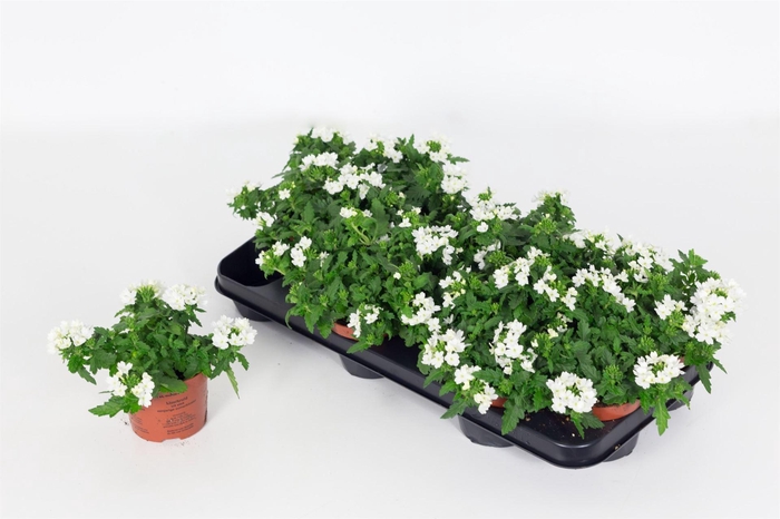 <h4>Verbena 'Drums White'</h4>