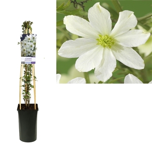 Clematis 'Early Sensation' +light label